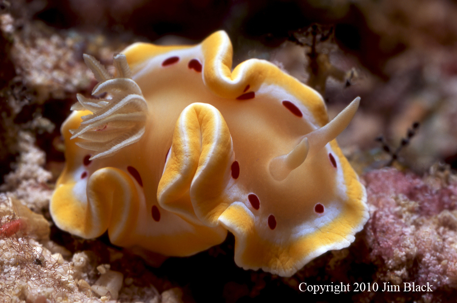 Glossodoris cruenta